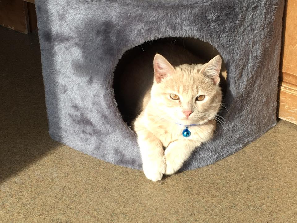 Yellow Cat in his house Yellow Cat in his house
