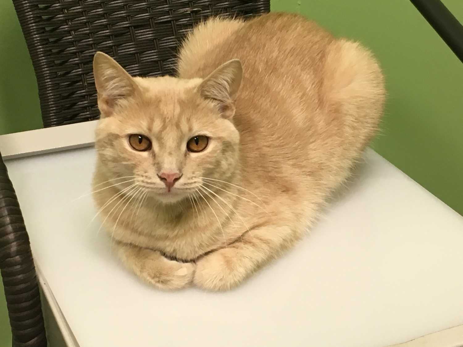 Yellow Cat in Chair