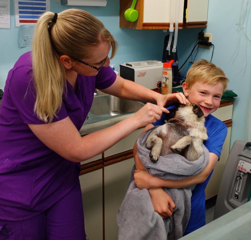 Doctor Performing Routine Check-up on Dog