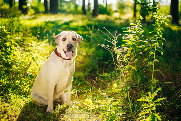 Dog in a field