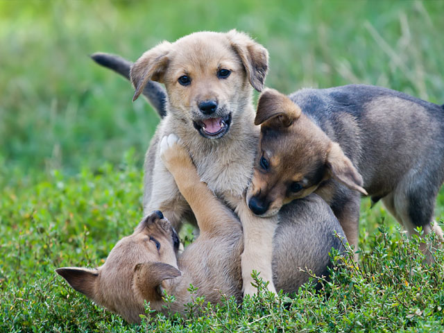 Puppies Playing in grass