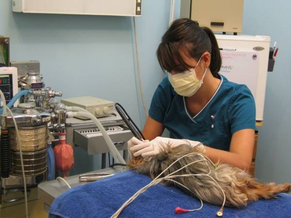 Pana Animal Hospital - Pana, IL - Small Animal Dentistry