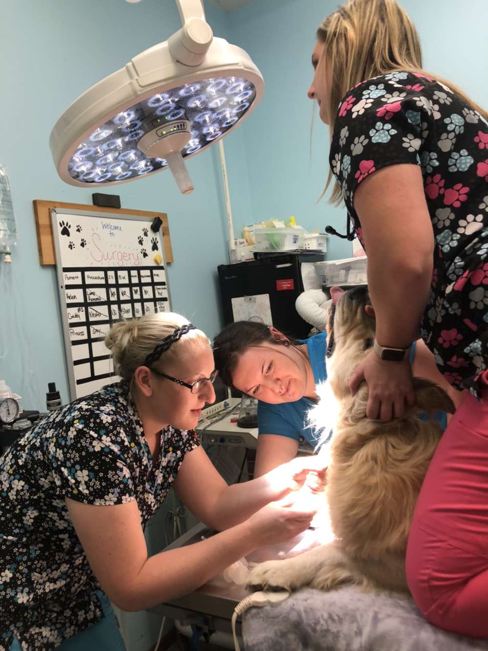 Staff Members Treating Pet