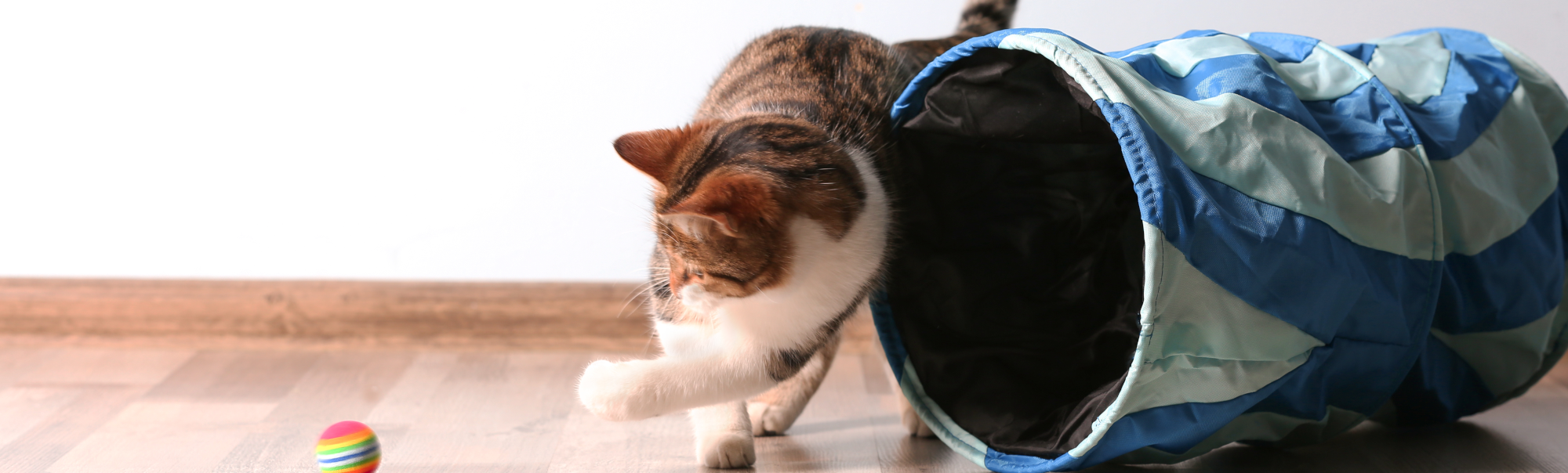 Cat Playing with toys