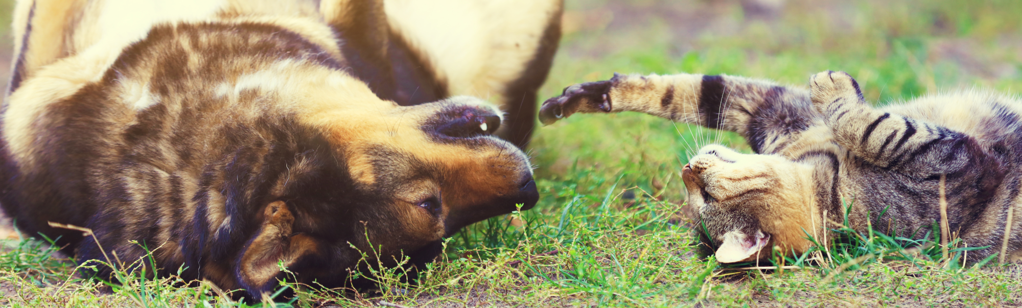 Cat and Dog rolling in grass