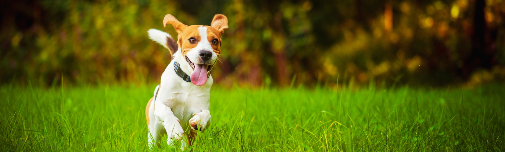 Dog Running in grass