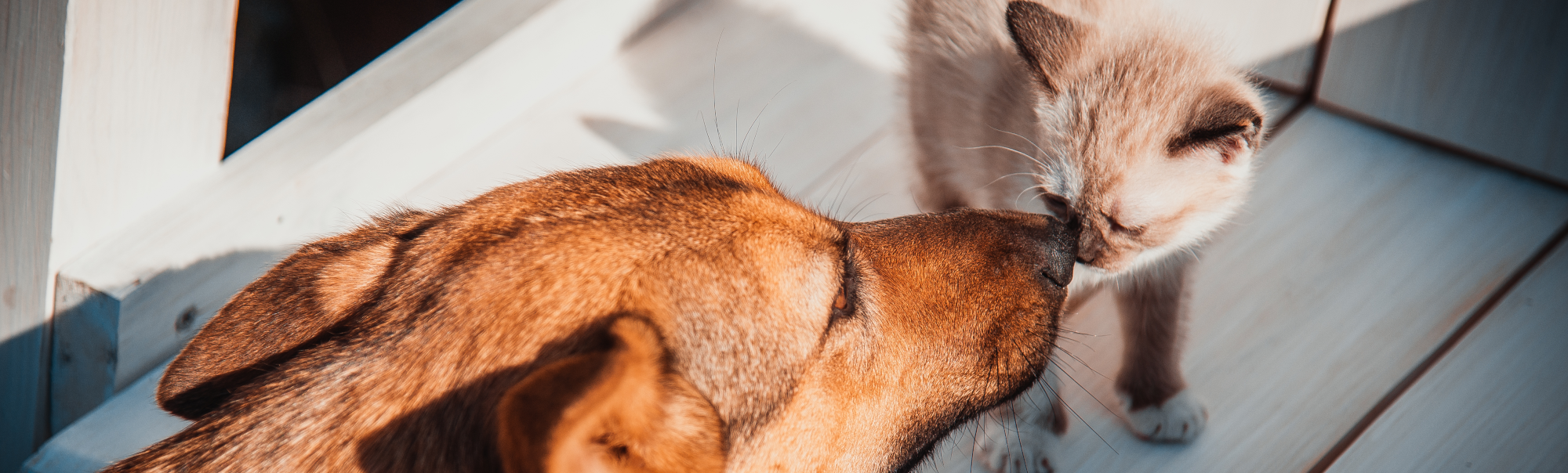 Cat and Dog Sniffing Noses